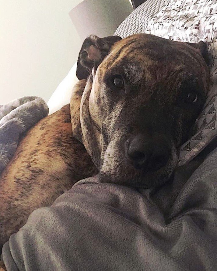 A Great Danebull lying on the bed