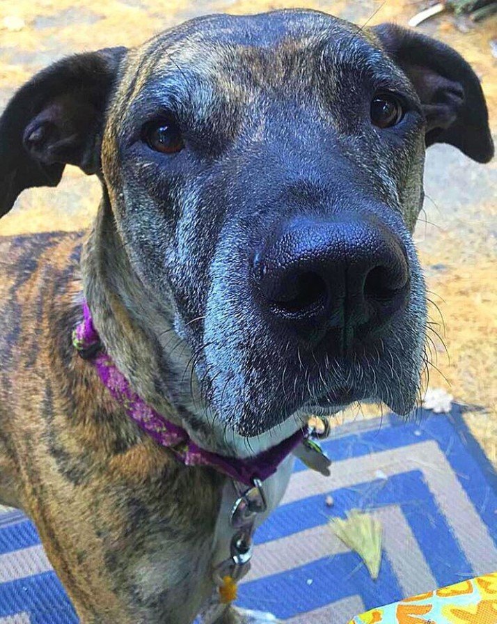 A Great Danebull standing on the floor with its begging face