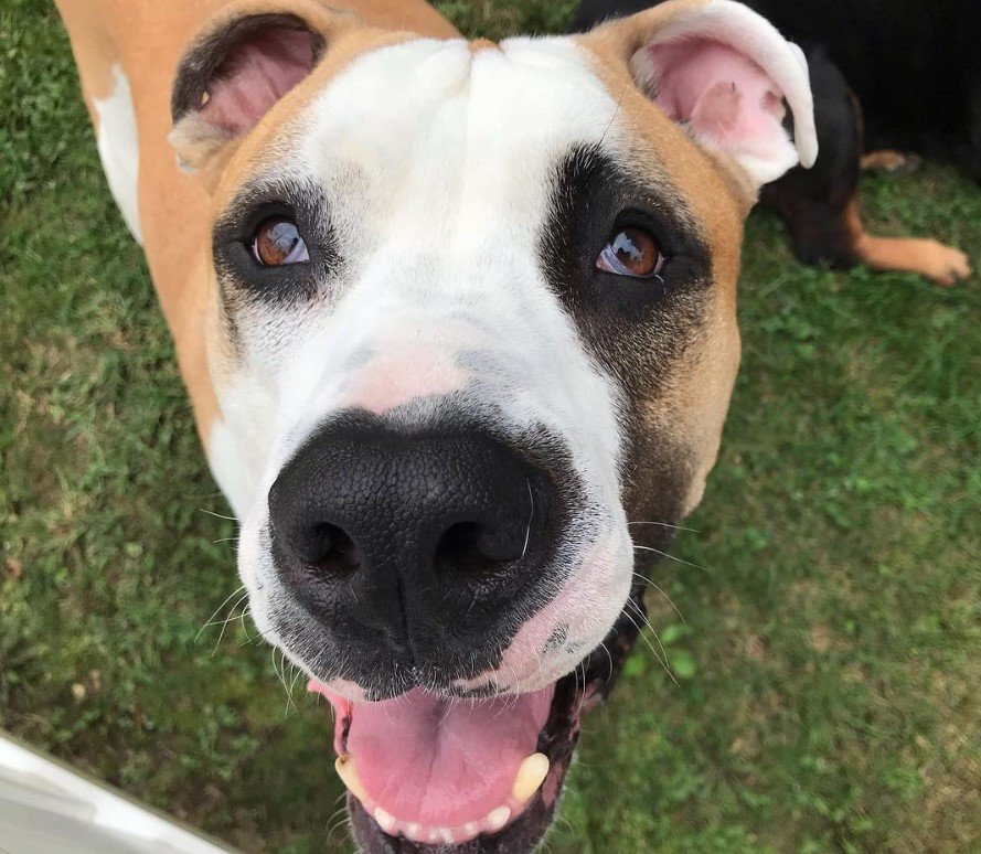 A Great Danebull standing on the grass while smiling