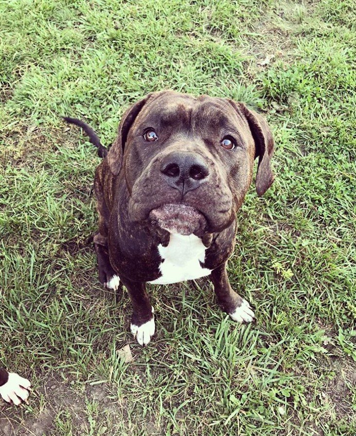 A Great Danebull sitting in the grass with its begging face