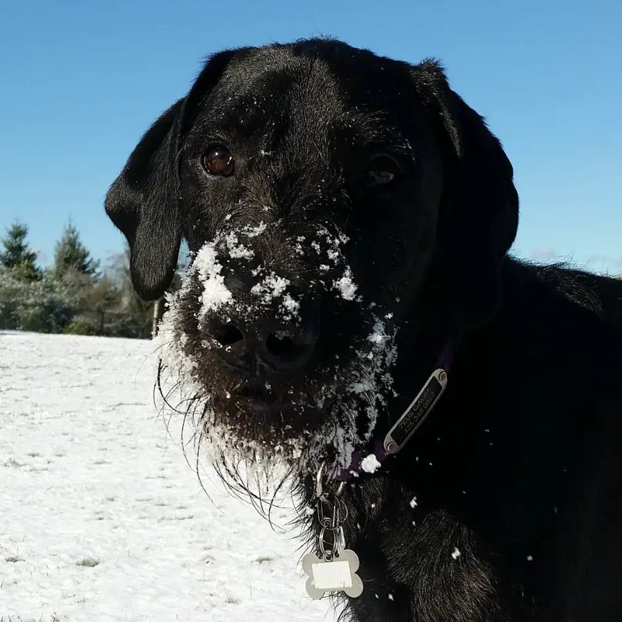 black Danedoodle outdoors in winter with snow in its muzzle