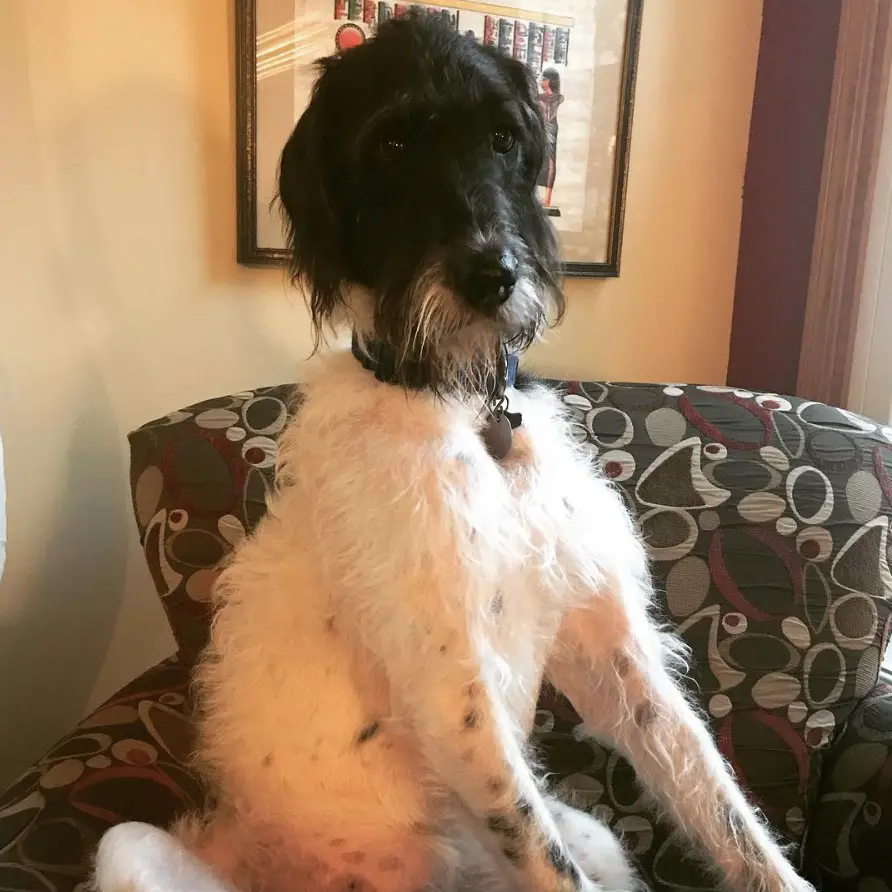 Great Danedoodle sitting on the chair