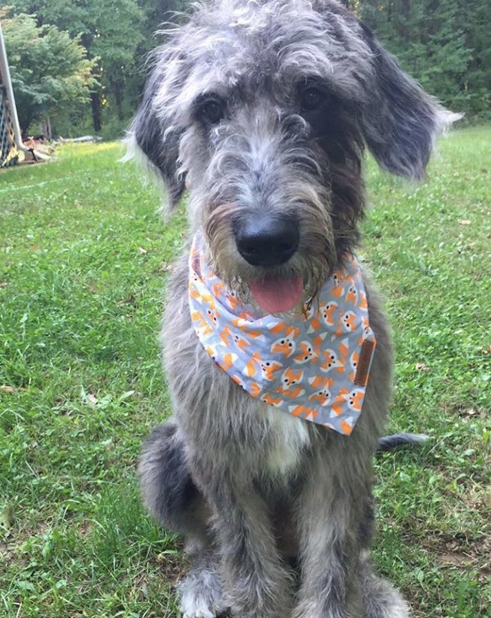 Adorable gray Great Danoodle sitting on the grass wearing scarf with fox prints