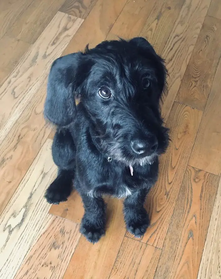 black Great Danedoodle puppy sitting on the floor while looking up with its begging face