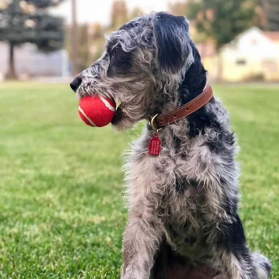 Great Danedoodle puppy with fluffy black and gray fur sitting on the grass while looking sideways with a ball in its mouth