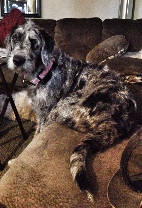 Cute Great Danedoodle on top of the couch