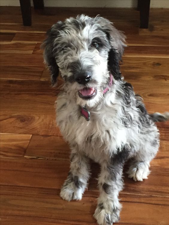 Danedoodle puppy with white and gray fluffy fur sitting on the floor