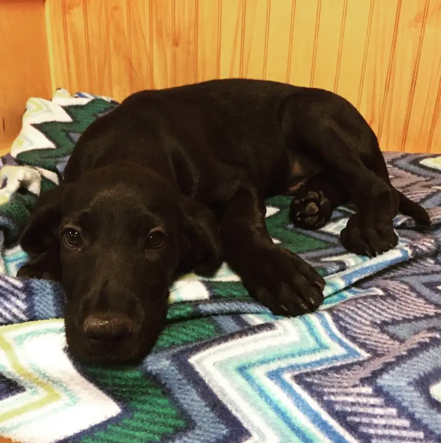 black Great Danoodle puppy lying down on its bed with its tired eyes