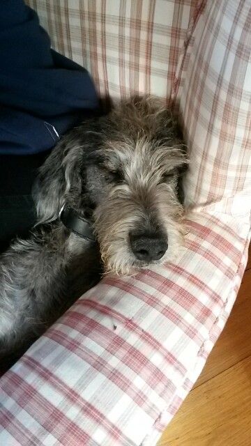 Great Danepoo sleeping peacefully on the couch