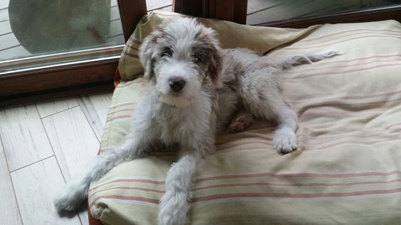 Danedoodle puppy lying down on its bed by the glass door