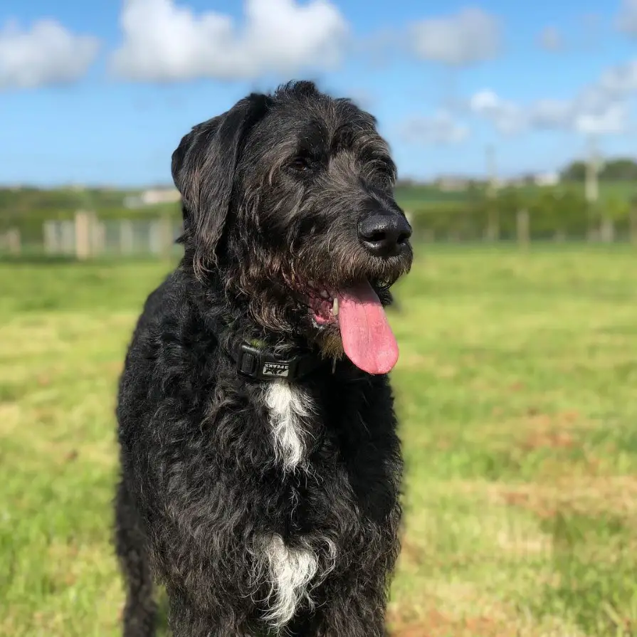 curly black Danedoodle with white fur in its chest walking at the park