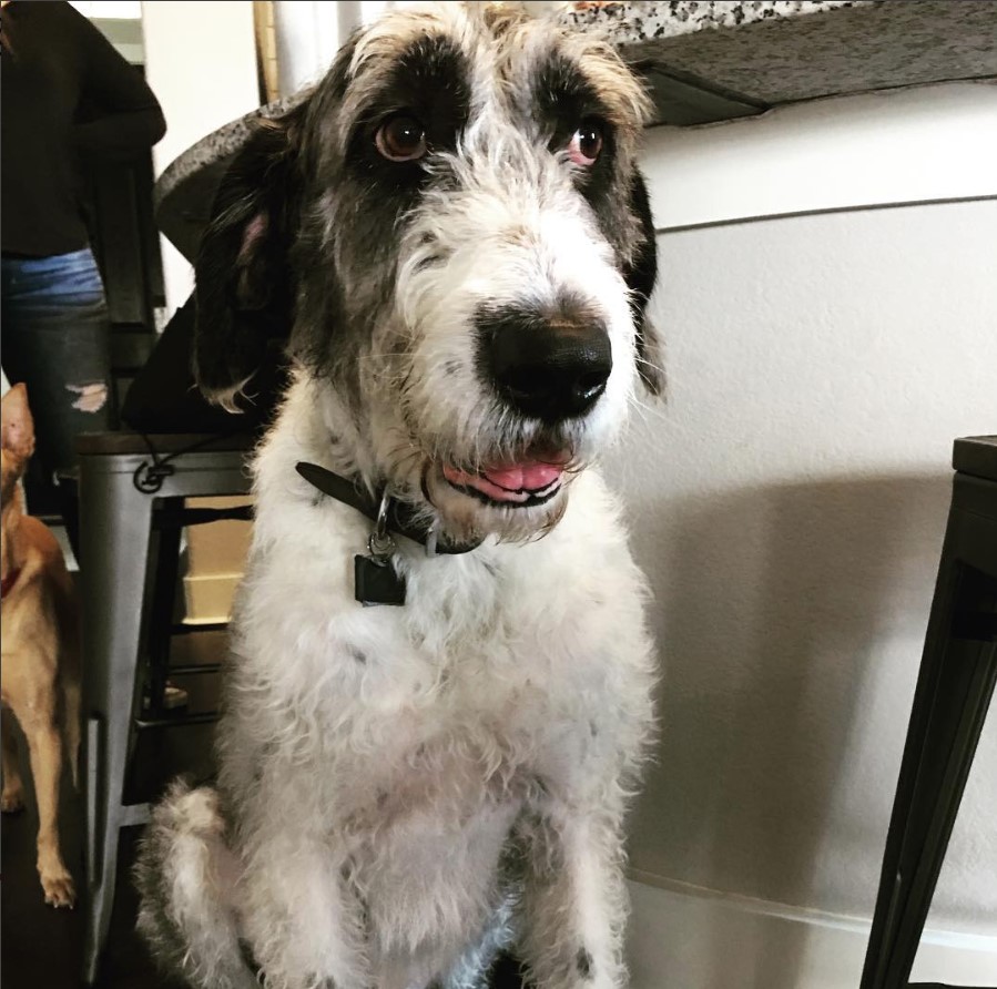 Danedoodle with white and gray fur color sitting on the floor