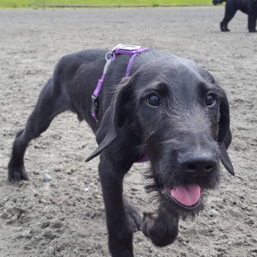 black Danedoodle walking at the park