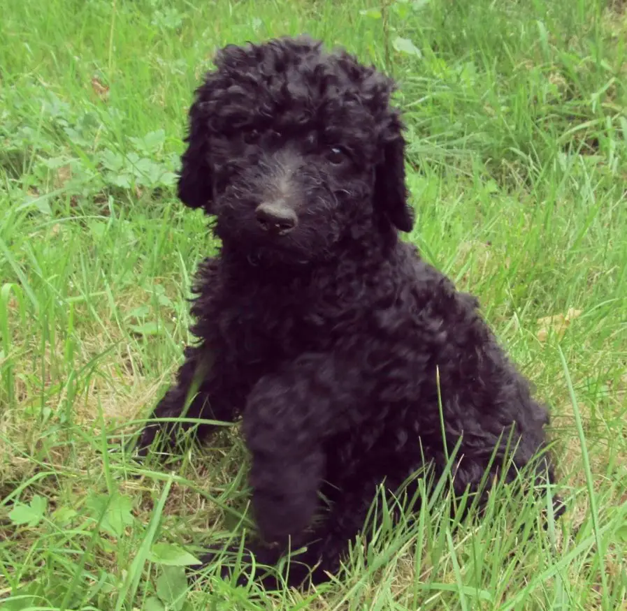 curly haired black Great Danoodle puppy sitting on the green grass