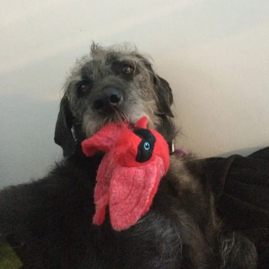 Great Danoodle with a chew toy in its mouth