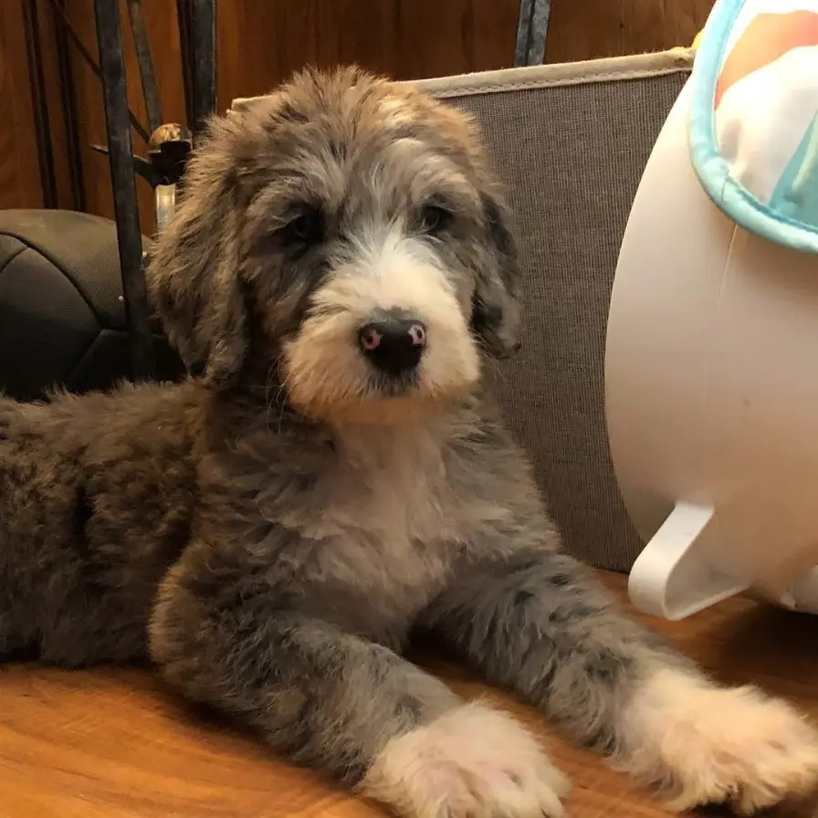 Great Danedoodle puppy with fluffy gray and white fur lying down on the floor