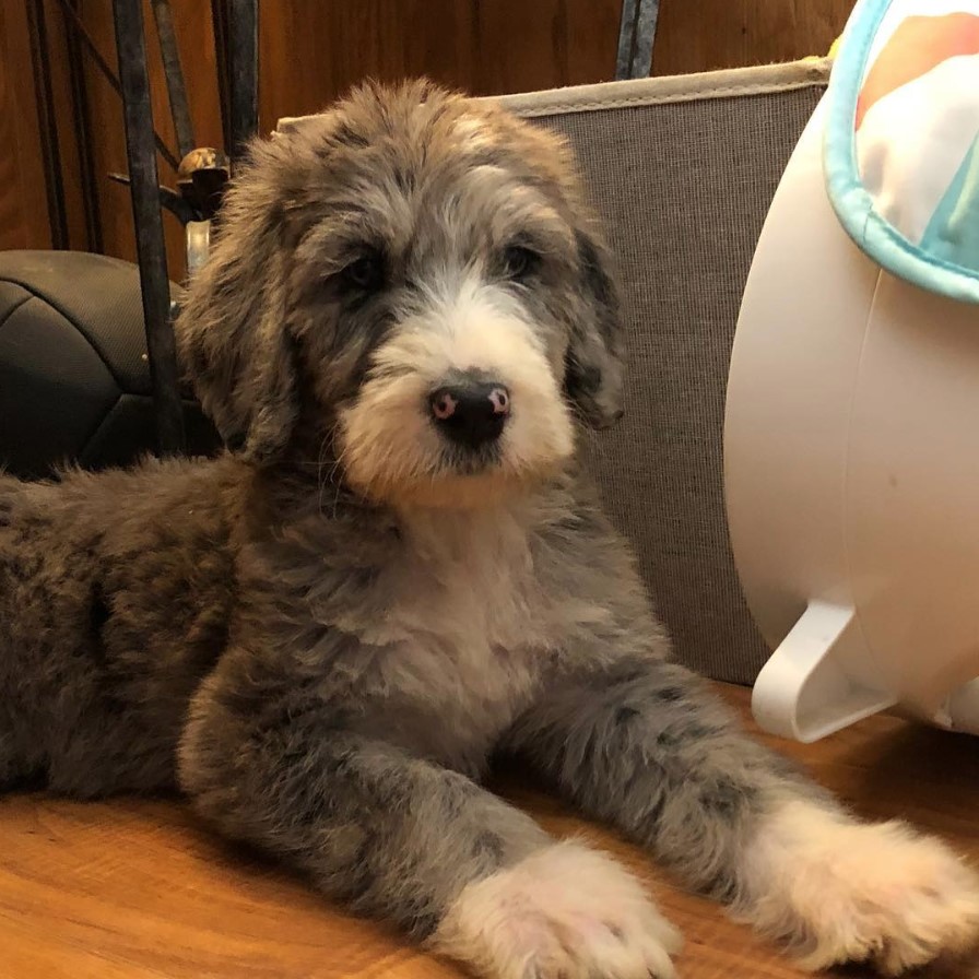 great dane mixed with poodle