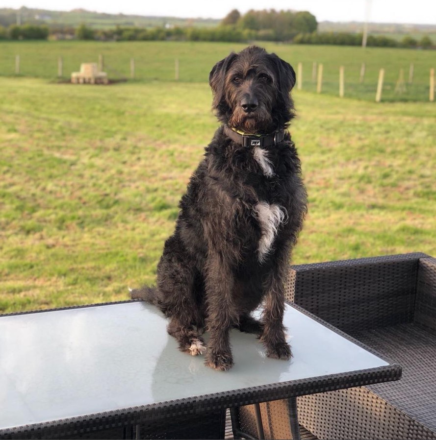 Great Danoodle sitting on top of the table tn the patio