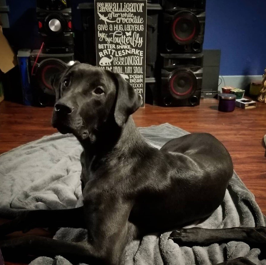 black Great Rottie lying on its blanket on the floor