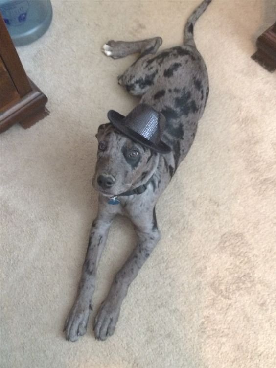 Rottweilers Mixed With Great Dane lying down on the floor wearing a hat