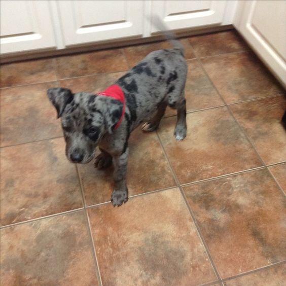 Great Rottie puppy in the kitchen floor