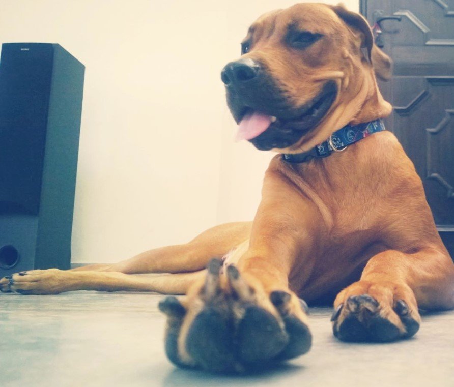 Rottweilers Mixed With Great Dane dog lying down on the floor with its tongue out