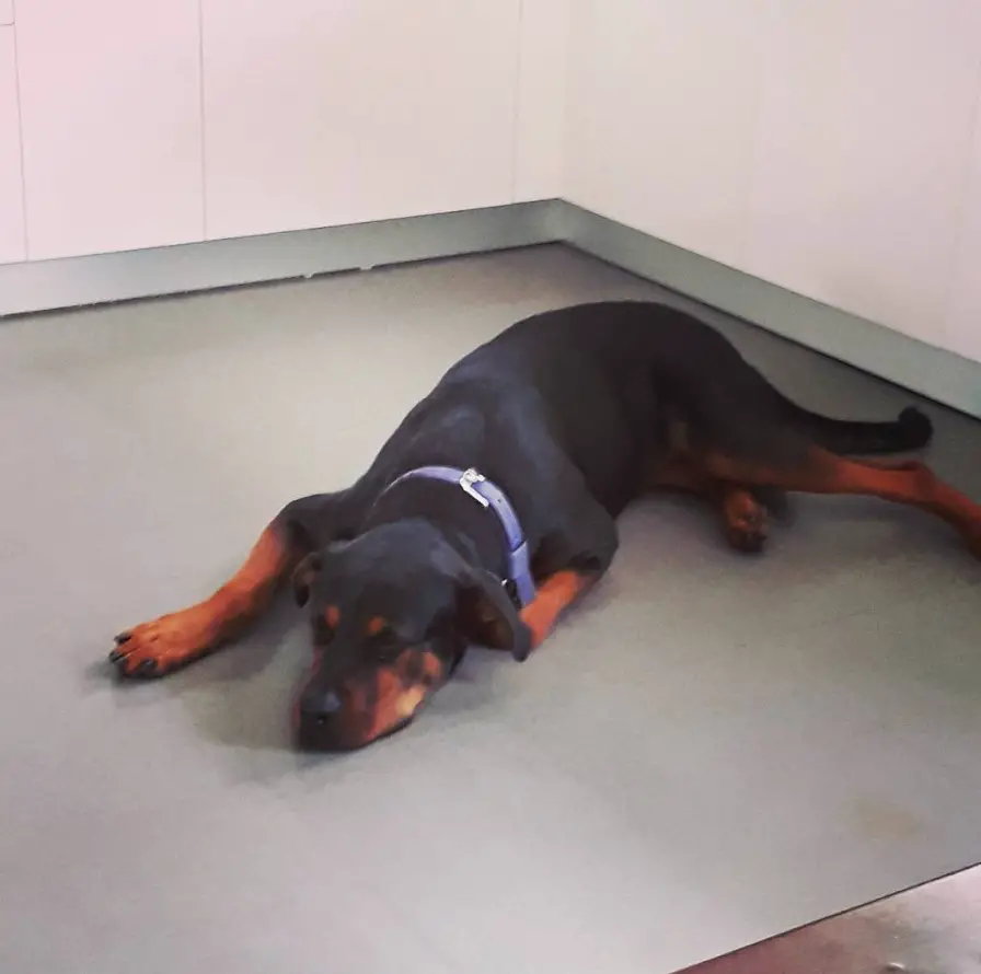 Great Rottie sleeping soundly on the floor