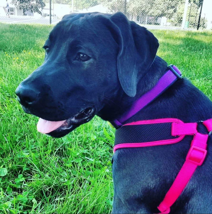 black Great Rottweiler Dane sitting on the green grass while looking sideways