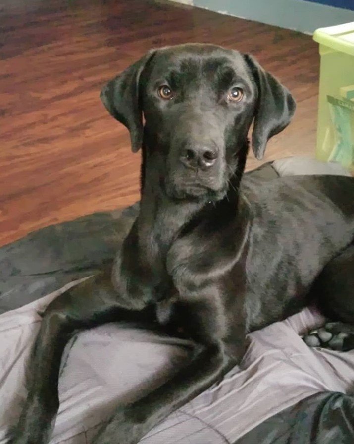 black Great Rottie resting in its bed