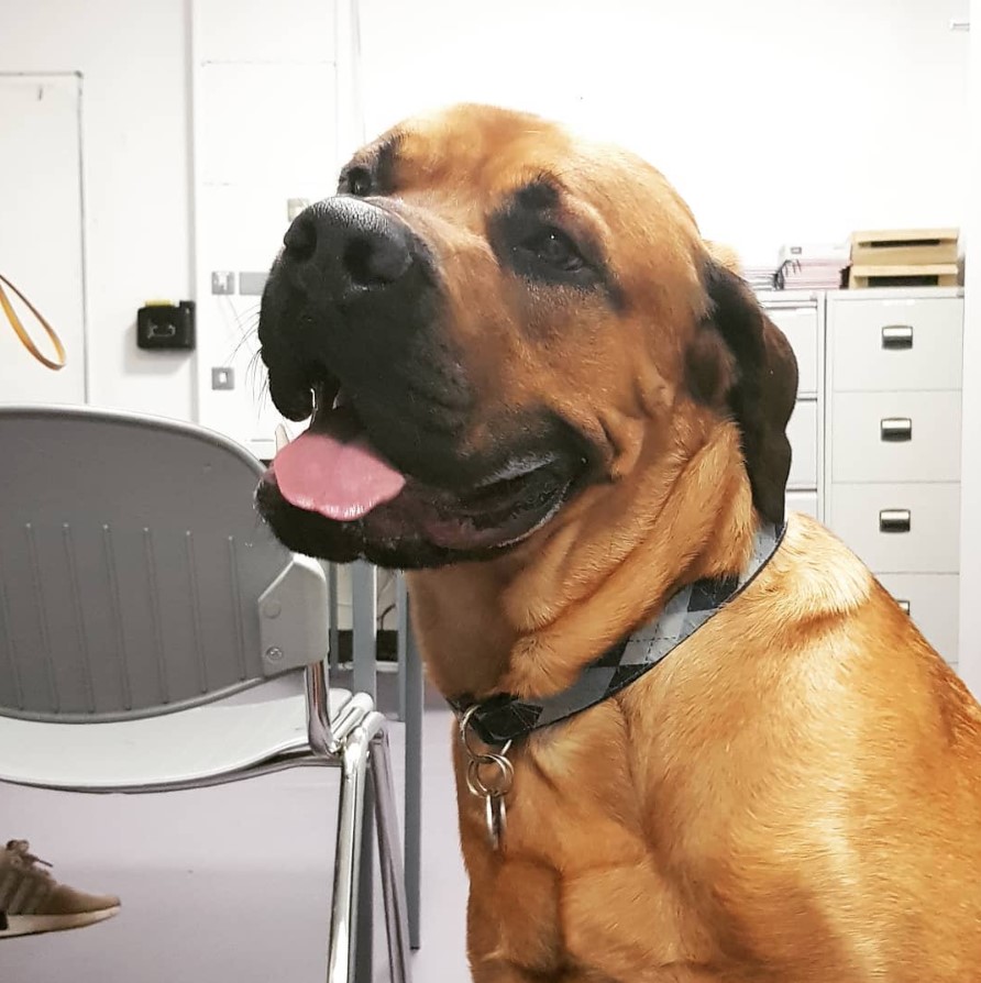 Rottweilers Mixed With Great Dane dog smiling inside the the office