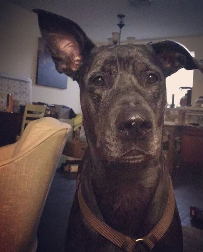Great Rottie staring with its one ear up and one ear down