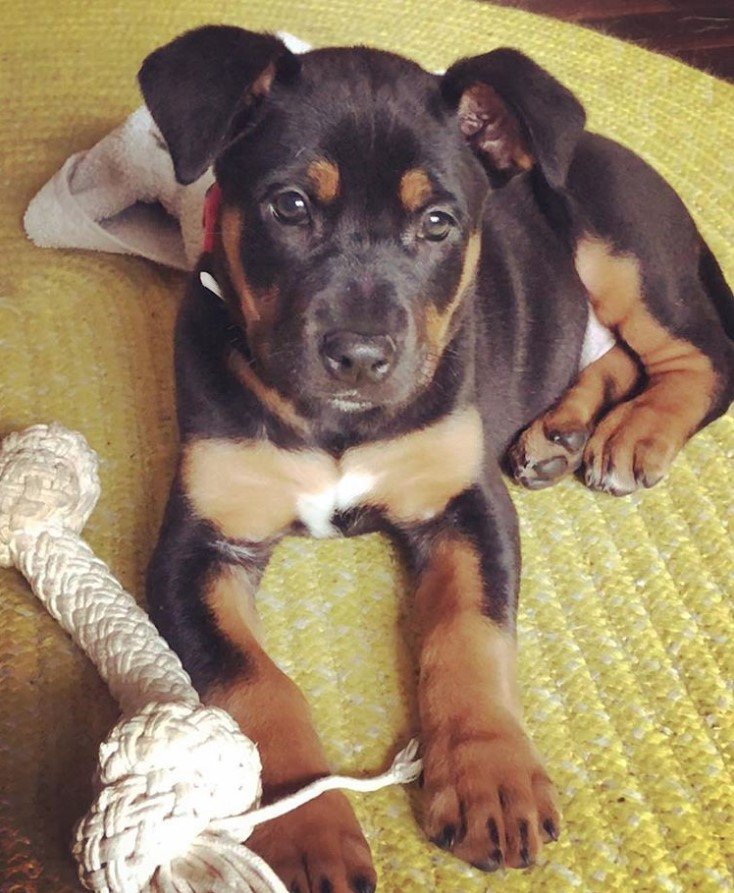 Weiler Dane on the floor with its big chew toy