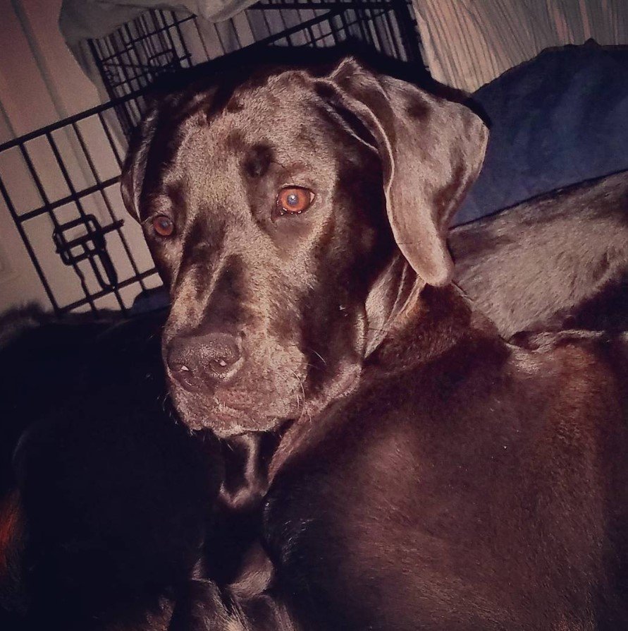 Great Rottie resting in its bed at night