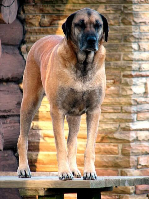 Weiler Dane standing on top of the wooden table
