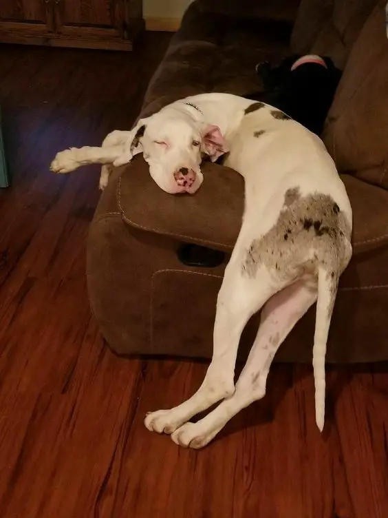 Great dane dog with its upper body on the sofa while its face turned back