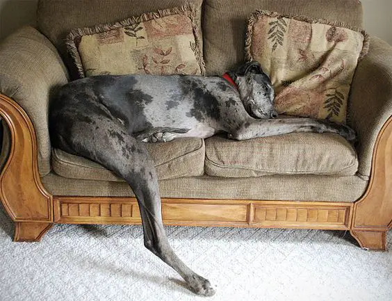 Great dane dog sleeping on the sofa with its one leg falling on the floor