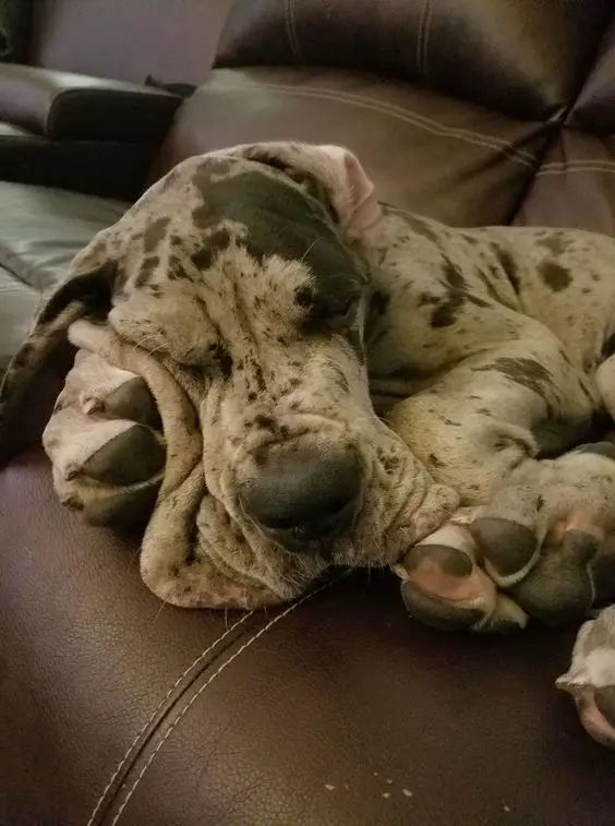 Great dane dog on the couch soundly sleeping with its loose skin on the face