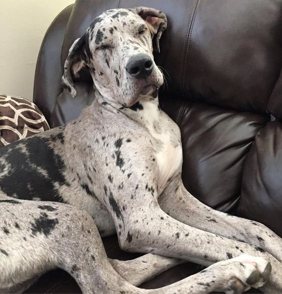 Great dane dog sleeping on the couch with sitting