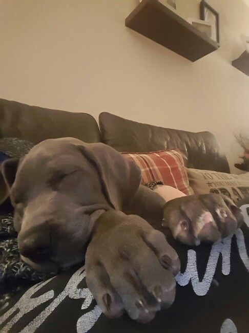 Great dane puppy sound sleeping on its owner's lap