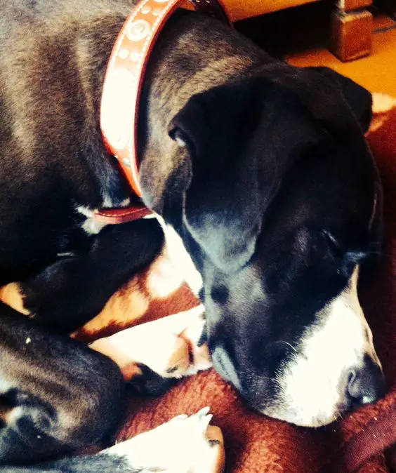 Great dane dog sleeping soundly in curled up position