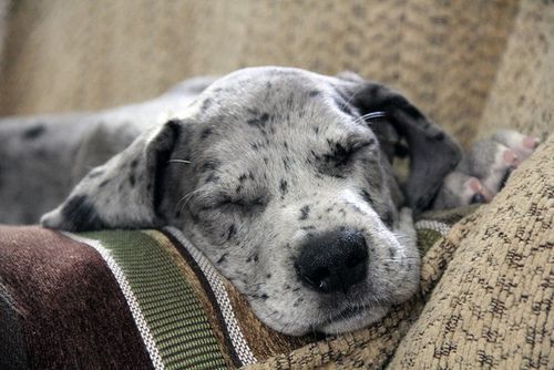 Great dane puppy sleeping with its face on the arms part of the couch