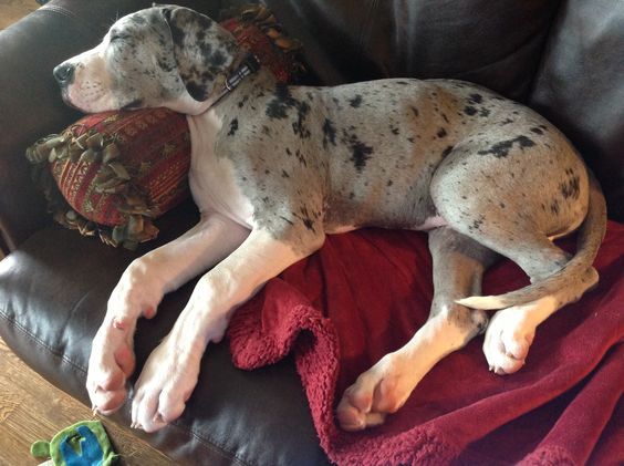 Great dane dog sleeping soundly on the sofa bed with its face resting on a pillow