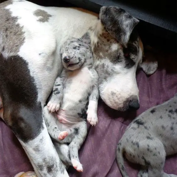 Great dane dog and puppy sleeping on the floor