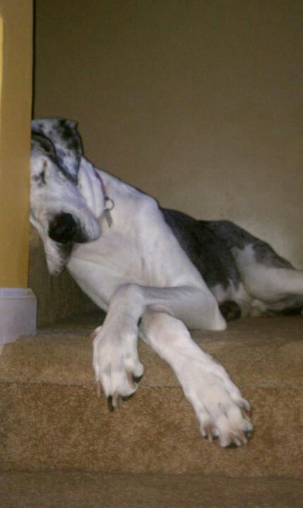 Great dane dog sleeping with its head on the stairs while crossing its arms