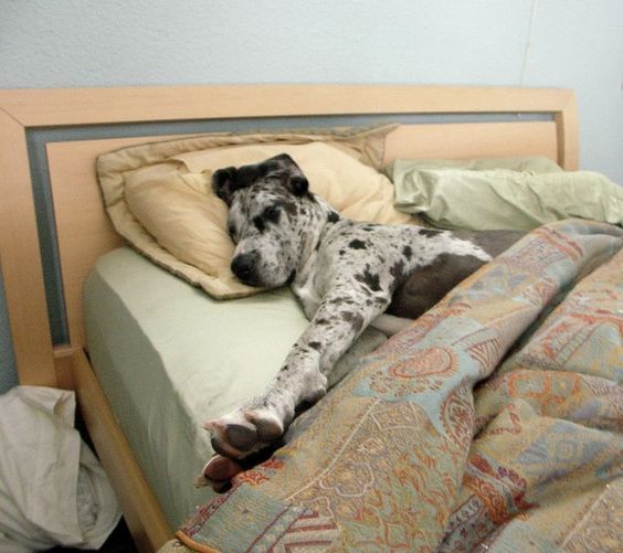 Great dane dog sleeping on its side in the bed