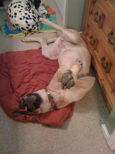 sleeping Great dane dog on the floor lying on its back