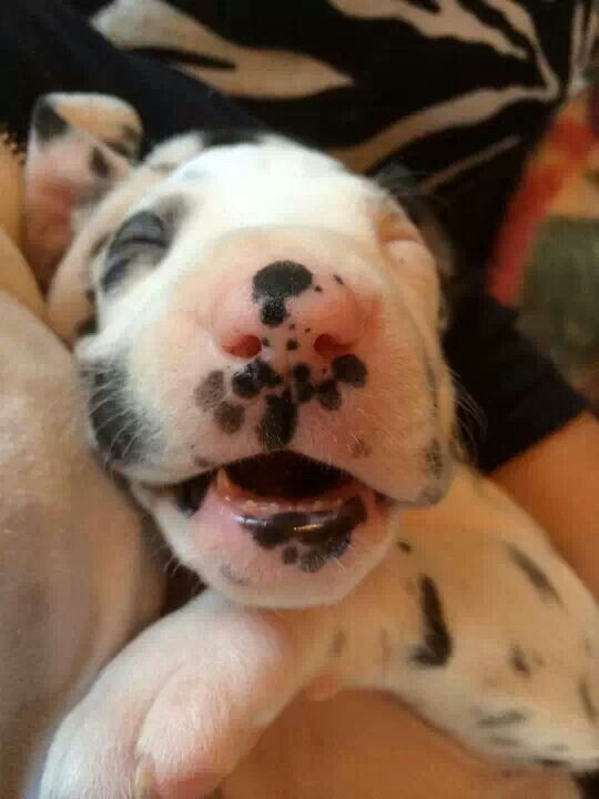 Great dane puppy sleeping while smiling