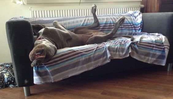 Great dane dog sleeping while lying on its back in the couch