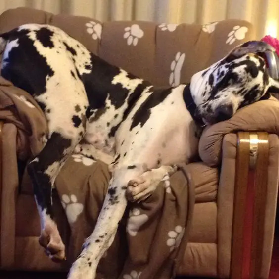 Great dane dog sleeping on the chair that has outgrown him