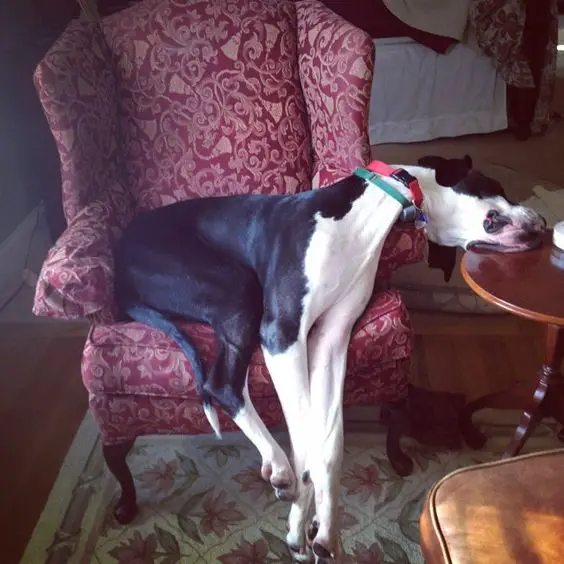 Great dane dog sleeping on the chair with its face on the side table and its hands and feet are falling